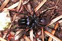 Atypus_piceus_RF0641_Z_85_Les Gris_Frankrijk